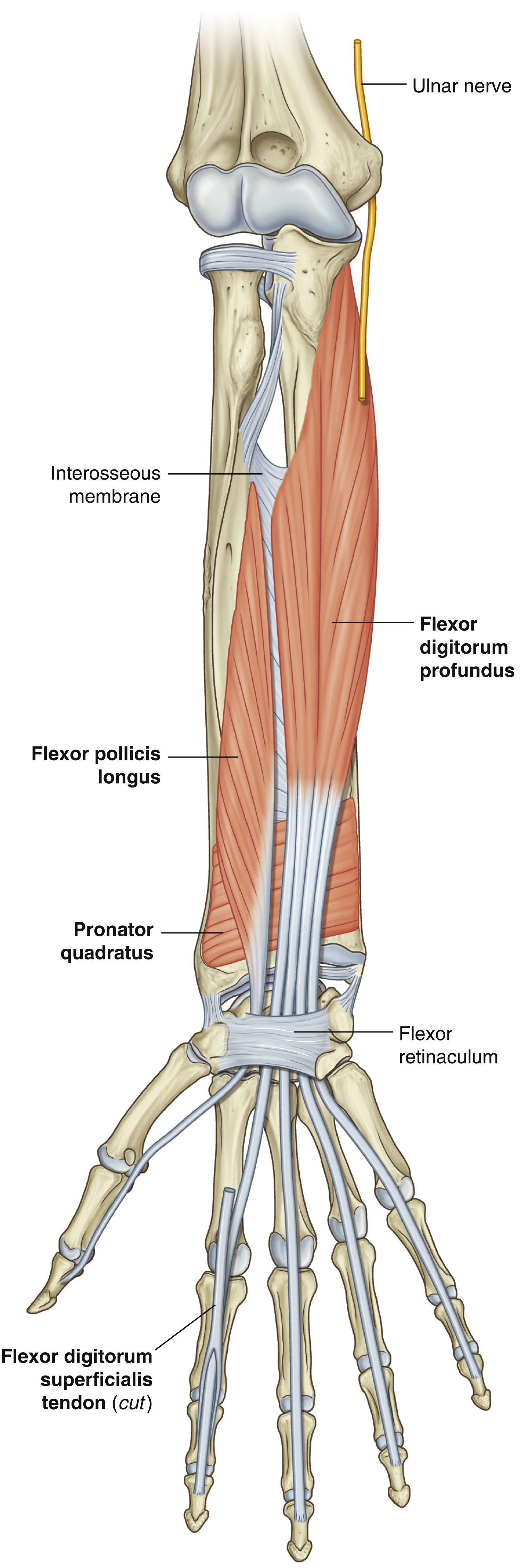 <p>Pronator quadratus: insertion</p>