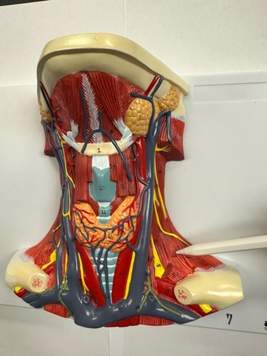 <p>What are the (2) attachments of the Scalenes (Posterior)?</p>