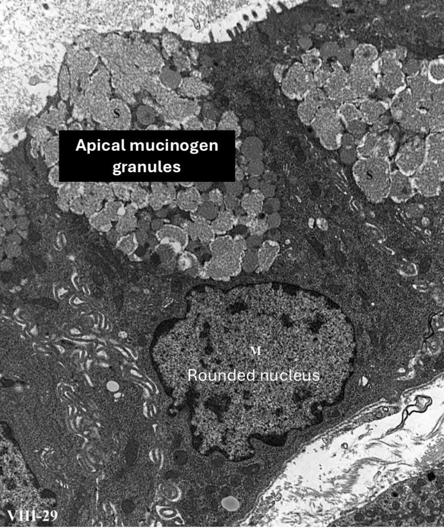 <p>Identification</p>