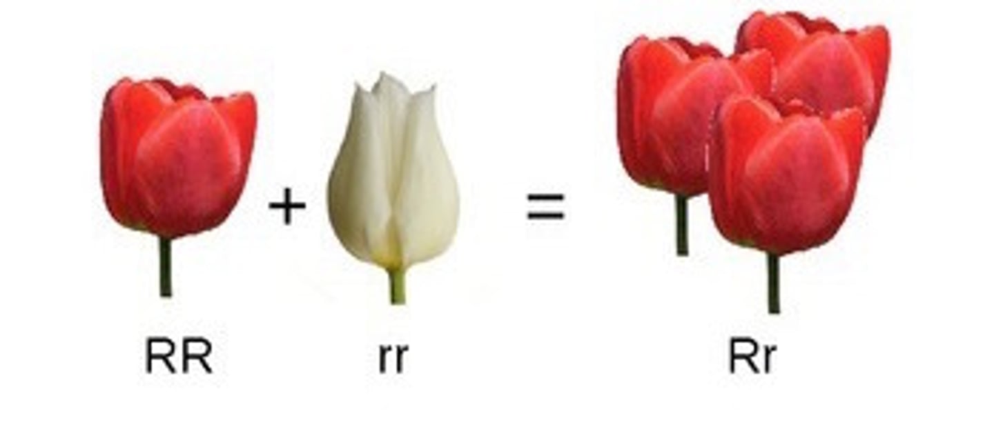 <p>the dominant allele dominates the genotype</p>