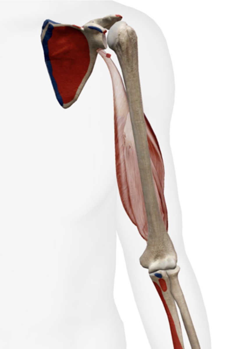 <p>Infraglenoid tubercle of the scapula.</p>