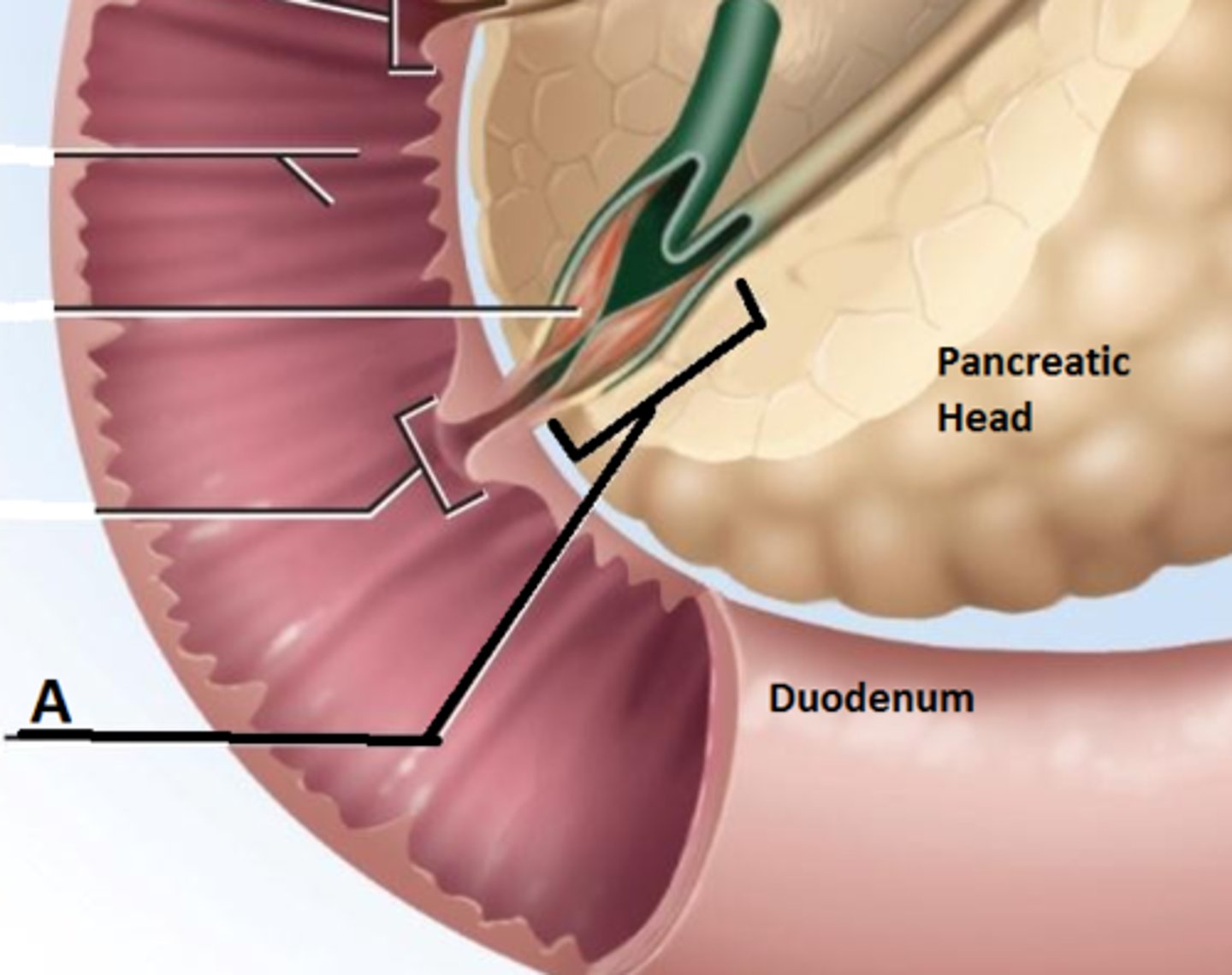 <p>The junction where the bile duct and pancreatic duct meet.</p>