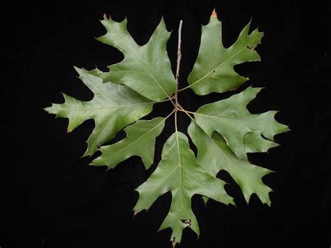 <p>hooked or sickle shaped</p>
