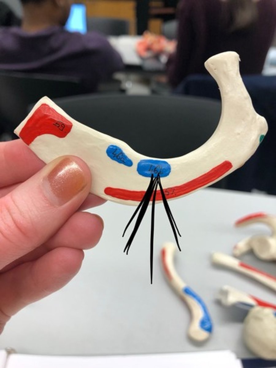 <p>46B</p><p>I: first rib</p>