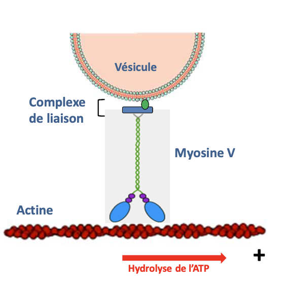 <p></p><ul><li><p><strong>Type :</strong> Protéine motrice</p></li><li><p><strong>Filament :</strong> Microfilaments d’actine</p></li><li><p><strong>Fonction :</strong> Transport de vésicules et organites le long des filaments d’actine vers l’extrémité +</p></li></ul><p></p>