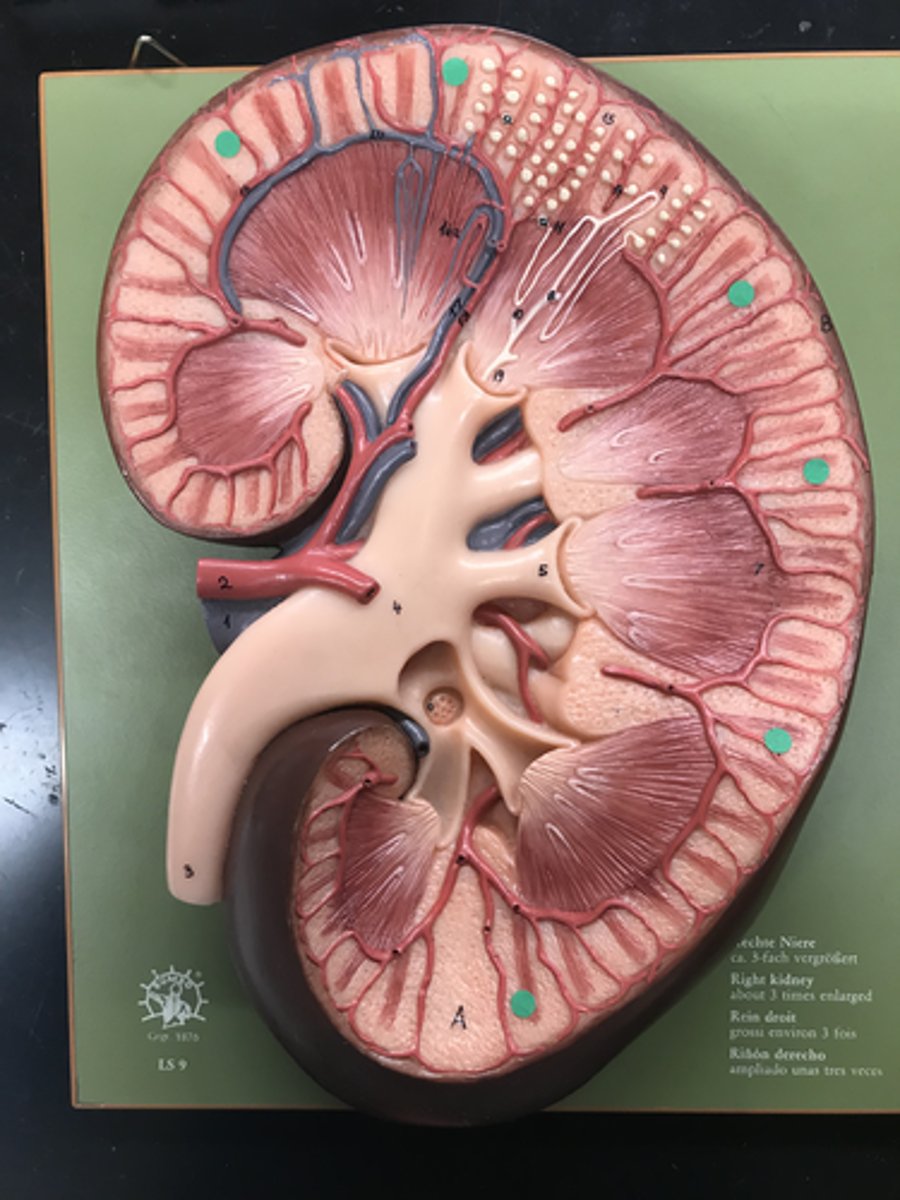 <p>Name this LAYER</p>