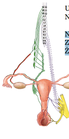 <p>unerwienie narządów płciowych</p>
