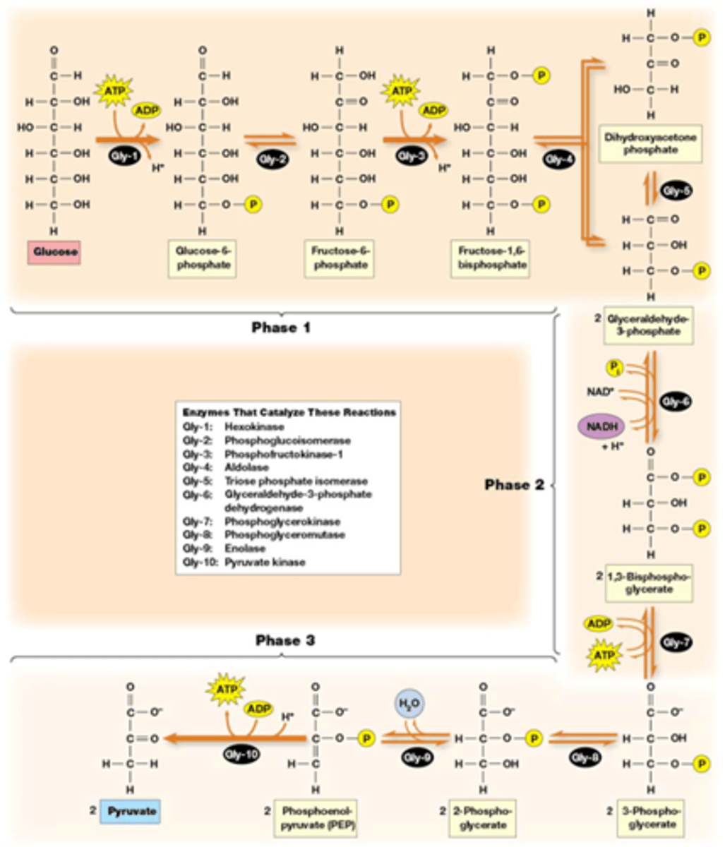 <p>pijlen met enkele richting: zo exergonisch dat de prevailing concentrations er nooit in slagen om die in de andere richting te doen ->onomkeerbare reactie</p><p>belangrijk: na stap 5 komt elk molecule dubbel voor, die NADH die je ziet zijn er dus eigenlijk 2 en en die 2 ATP's zijn er dus eigenlijk 4 ;)</p><p>Wat moet je kennen van deze afbeelding?</p><p>-Alle namen in de kadertjes (uitgeschreven binnen 2 kaartjes)</p><p>-weten wat er gebeurt tussen de verschillende namen</p><p>-structuren herkennen</p><p>-namen van de enzymen die we besproken hebben (volgend kaartje)</p>
