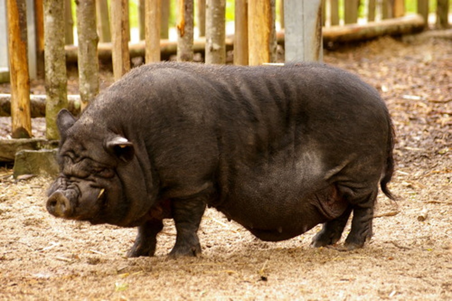 <p>pig</p>