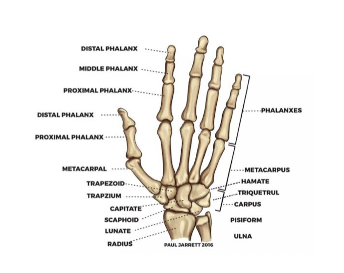 <p>• Forearm</p><p>• Ulna (one that sticks out)</p><p>• Radius- wider</p><p>• Carpals</p><ul><li><p>Scaphoid,lunate,triquetrum(proximal)</p></li><li><p>Trapezium,trapezoid,capitate,hamate,</p><p>pisiform (distal) </p></li><li><p>• Metacarpals</p><p>• Phalangeal</p></li></ul><ul><li><p>Proximal</p></li><li><p>Middle</p></li><li><p>Distal</p><p>*not expected to memorize all little bones and where they are</p><p>get worried because there is an artery that crosses the scaphoid- if gets injured worried bout that arteru -high risk of necrosis of scaphoid (anatomical snuffbox)</p><p></p></li></ul><p></p>