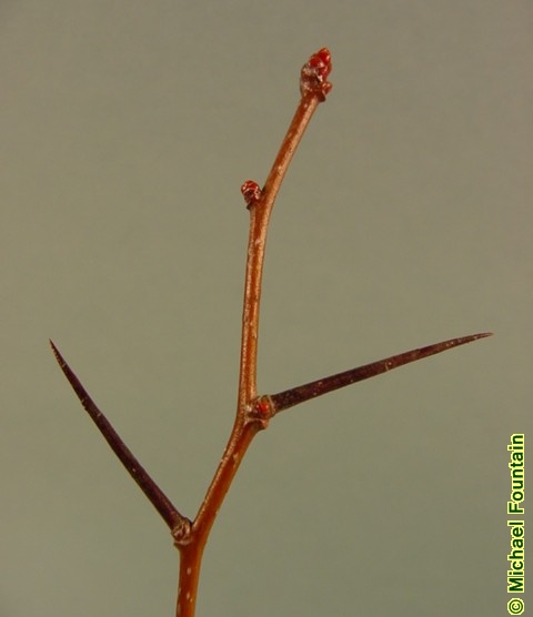 <p>small tree, muscle bark w/ camouflage pattern, thin sharp thorns, spur branches, alternate parsley like leaves, clustered white five petal flowers, rose family, monecious</p>