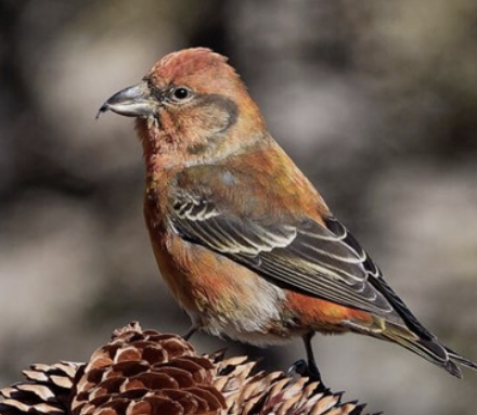 <ul><li><p>unusual bill shape to get into tightly closed conifers</p></li><li><p>feeds conifer seeds to young</p></li></ul><p></p>