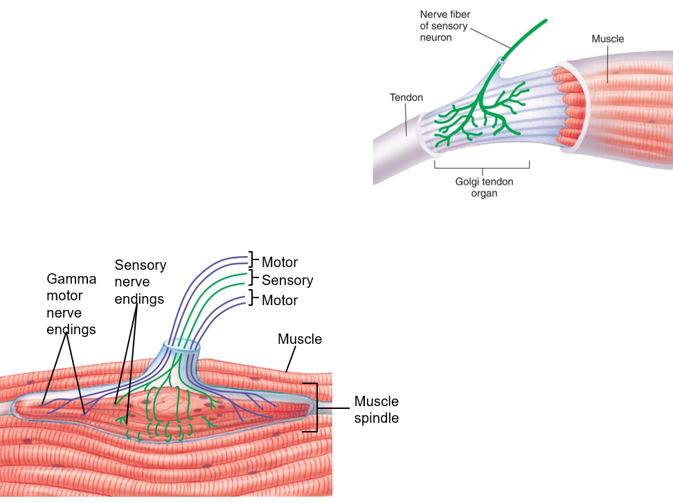 <p>Stimulated by mechanical stretch or tension in muscles, tendons, and joints. General sense (proprioception)</p>