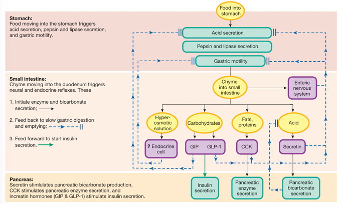 <ol><li><p>chyme entering the intestine activates the ENS, which then decreases gastric motility and secretion and slows gastric emptying</p></li><li><p>secretin is released by the presence of acidic chyme in the duodenum, and inhibits acid production and decreases gastric motility. production of pancreatic HCO3- is stimulated, and neutralizes the chyme</p></li><li><p>CCK is secrted due to fat. it slows the gastric motility and acid secretion</p></li><li><p>GIP and GLP1 is released if the meal contains carbohydates, they feedforward to promote insulin release, allowing cell to prepare for glucose that is about to be absorbed. they also decrease gastric motility and acid secretion</p></li><li><p>the mixture of acid, enzymes and digested food in chyme forms a hyperosmotic solution. sensors in the intestine wall are sensitive to this and inhibit gastric emptying in a reflex.</p></li></ol><p></p>