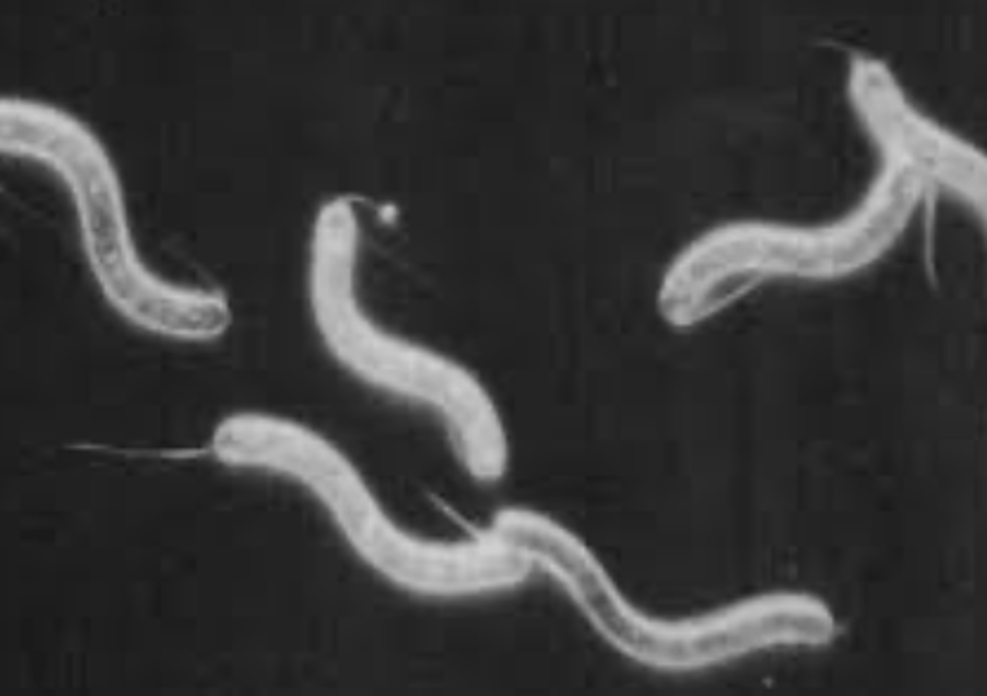 <p>Identify the bacteria's shape.</p>