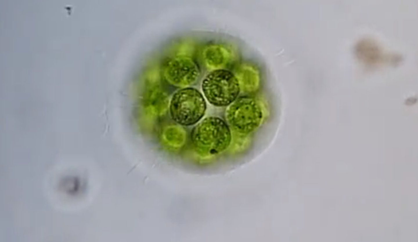 <p>-unicellular</p><p>-colony size of 16 or 32</p><p>-gel holds cells together</p><p>-directional movement</p>