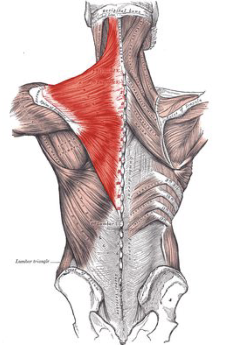 <ul><li><p>Provides upright posture support</p></li><li><p>Named for its trapezoid shape</p></li><li><p>Used to tilt and turn the head and neck</p></li><li><p>Shrug and steady the shoulders</p></li><li><p>Twists the arms</p></li><li><p>Elevates, depresses, rotates, and retracts the scapula</p></li></ul><p></p>