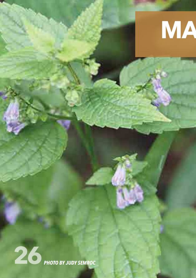 <p>Mint; Lamiaceae</p>