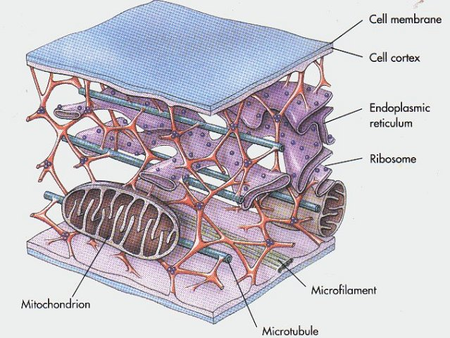 <p>Ze dienen als hechtpunten voor het cytoskelet. </p>