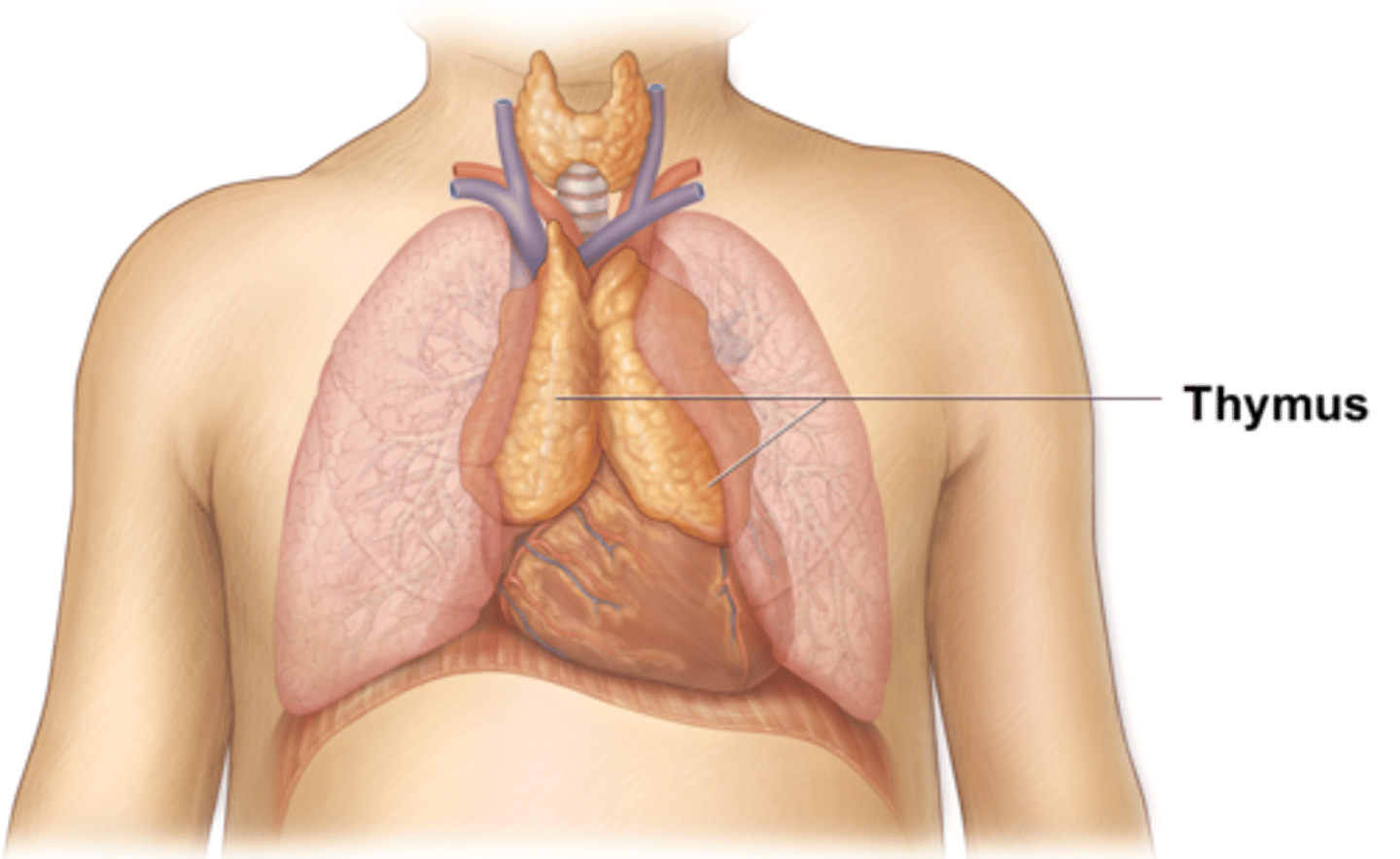 <p>Gland involved in immune system development.</p>