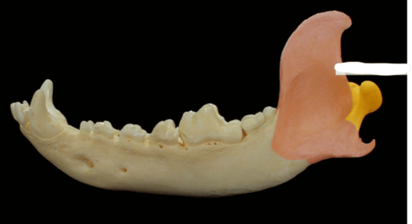 <p>What is the yellow highlighted region?</p>