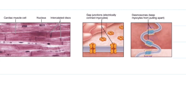<ul><li><p>They contain Desmosomes, which help to prevent the heart from pulling apart when contracting and relaxing.</p></li><li><p>They contain gap junctions, allowing for ions to pass in between cells. All the heart musculature contracts and relaxes at once because of this.</p></li></ul><p></p>