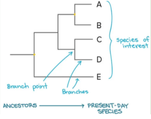 <ul><li><p><span>A visualisation of the relatedness of different species</span></p></li><li><p><span>Each branch point represents a shared ancestor between groups of species</span></p></li></ul><p></p>