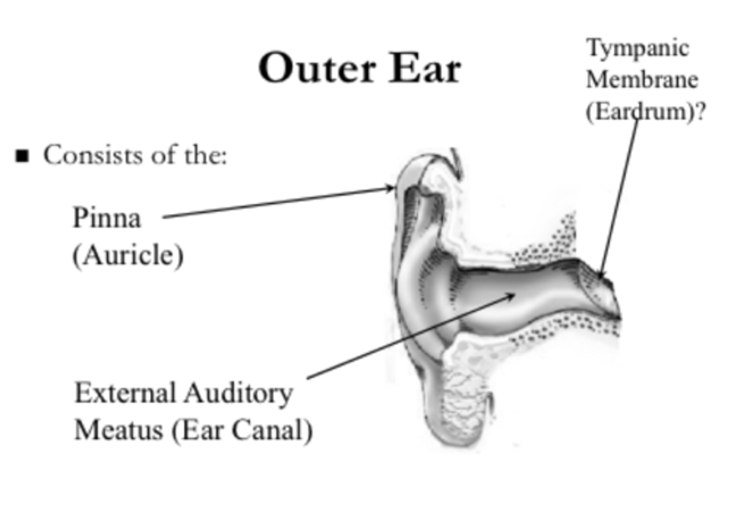 <p>pinna and external auditory canal</p>