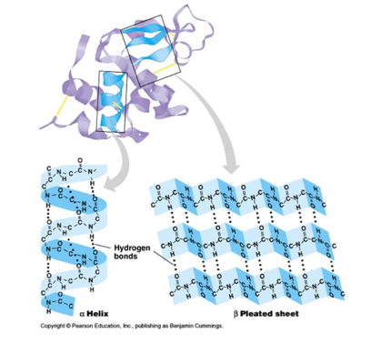 <p>what structure is this</p>