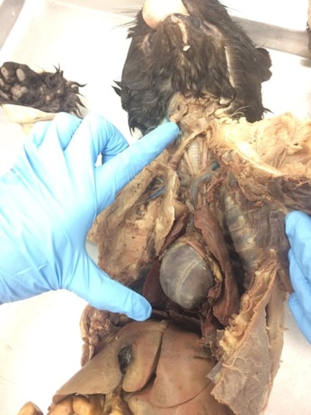 <p>contains heart and lungs</p>