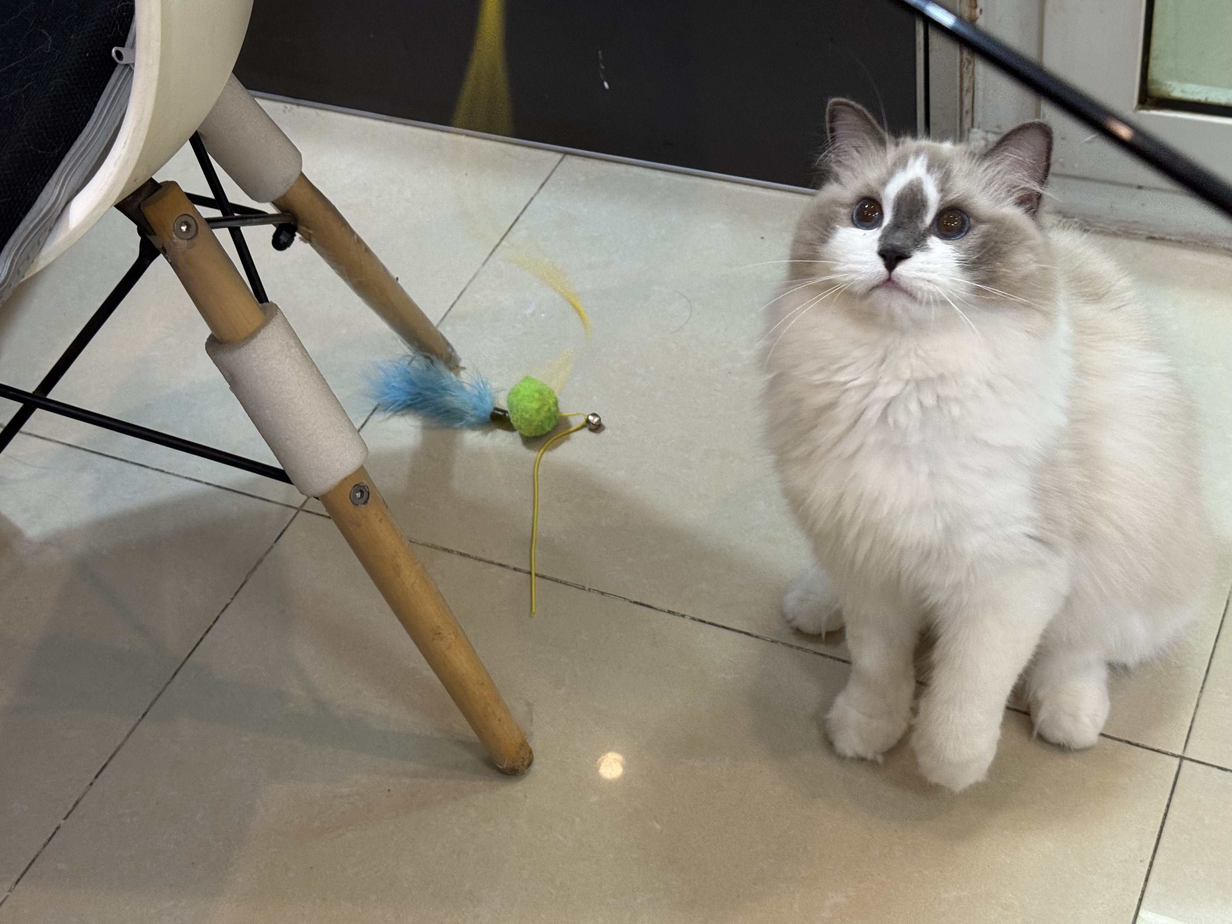 <p>What is the basic definition of a stem cell?</p>