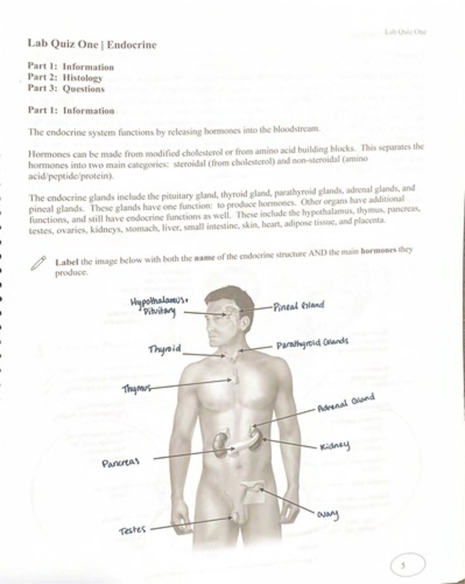 <p>To release hormones into the bloodstream.</p>