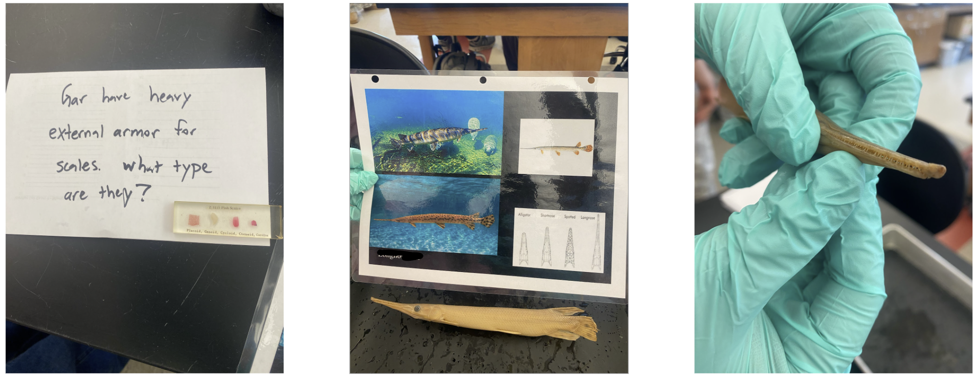 <p>Natural history facts for Lepisosteus osseus a.k.a Longnose Gar </p>