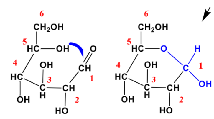 <p>Alcohol + Aldehyde = Acetal Group</p>