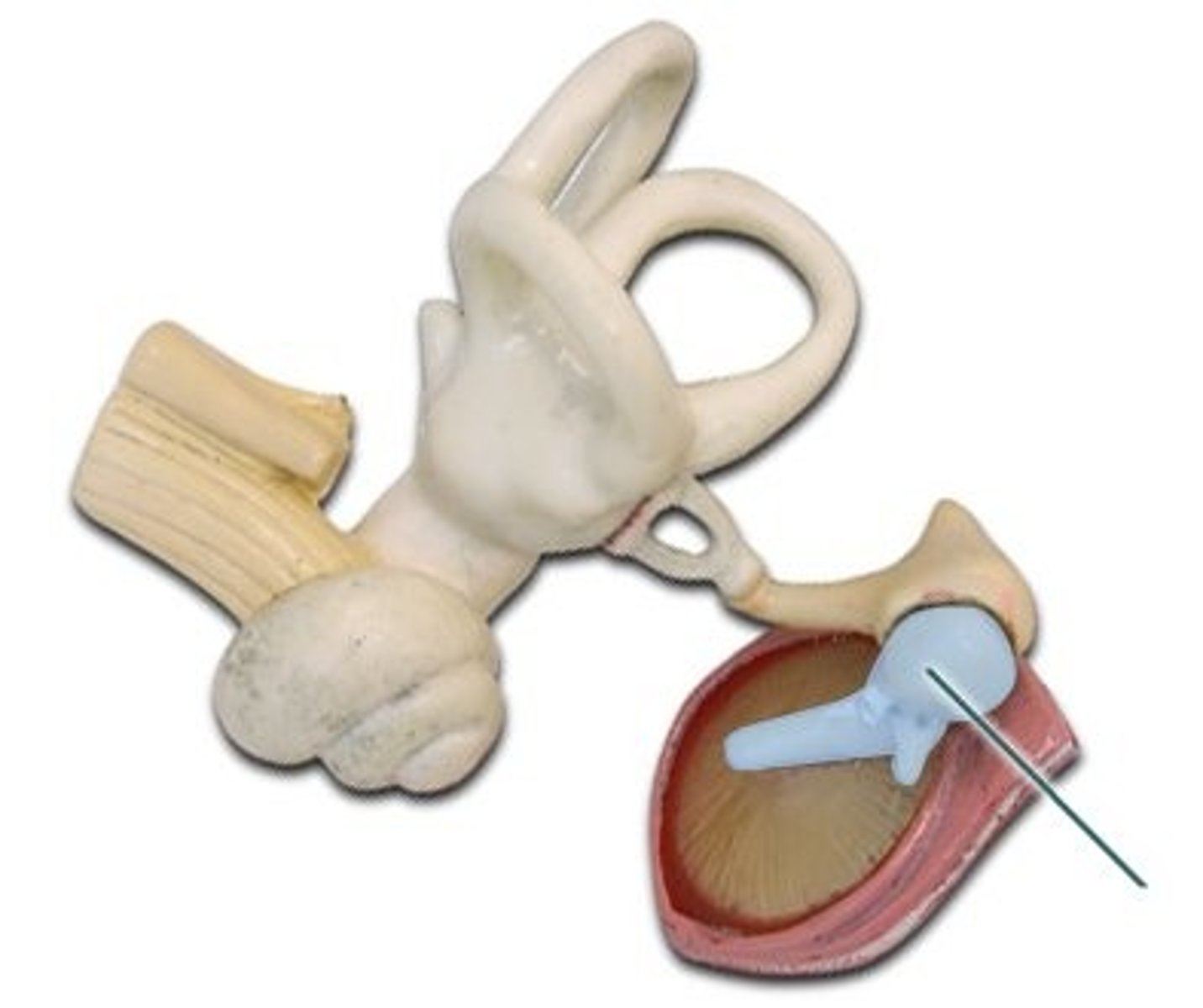 <p>auditory ossicle in middle ear; small bone attached to tympanic membrane and connects to incus</p>