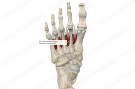 <p>Small, seed-shaped bone that develops in tendons; example: patella.</p>