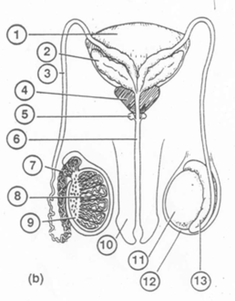 <p>Describe the path of a sperm cell to an egg</p>