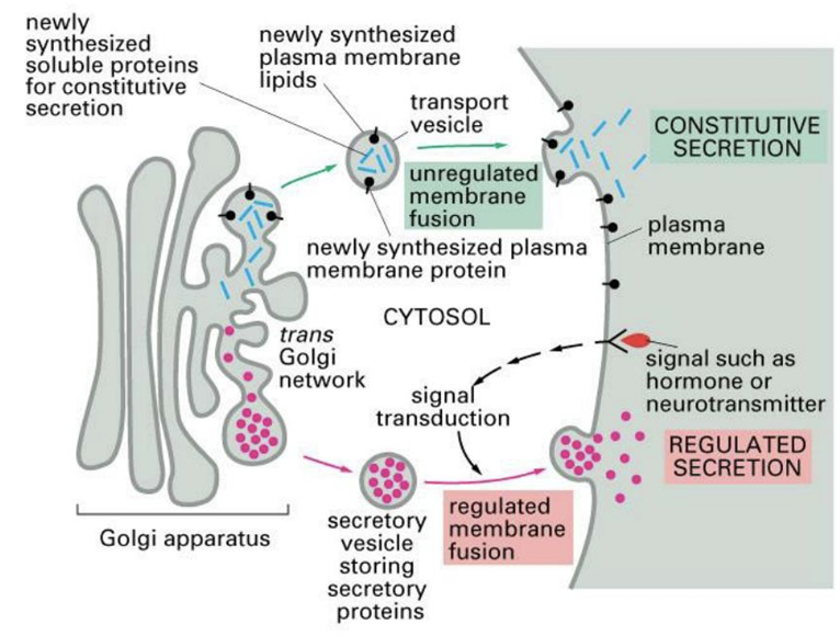 <ol><li><p>All cells need to routinely move material (lipids, proteins) to the PM:</p><ul><li><p>e.g., building/expanding before cell division, adding receptors, replacing the sugar coat of the ECM.</p></li><li><p><span style="font-family: Wingdings 2; color: red"><strong>Constitutive exocytosis</strong></span></p></li><li><p><span style="font-family: Wingdings 2"><em>“need to survive”</em></span></p></li></ul></li><li><p>Cells also need to respond to environmental signals in a stimulus &amp; time-dependent fashion</p><ul><li><p><span style="color: red"><strong>Regulated exocytosis</strong></span></p></li><li><p><em>“need to adapt”</em></p></li></ul></li></ol><p></p>