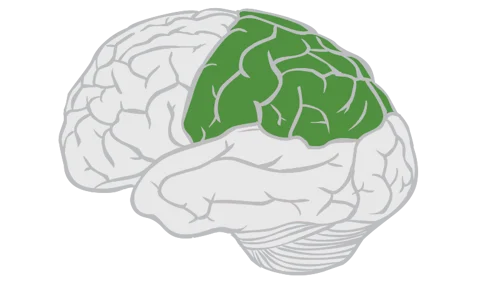 <p>controls sensory perception and processing </p>