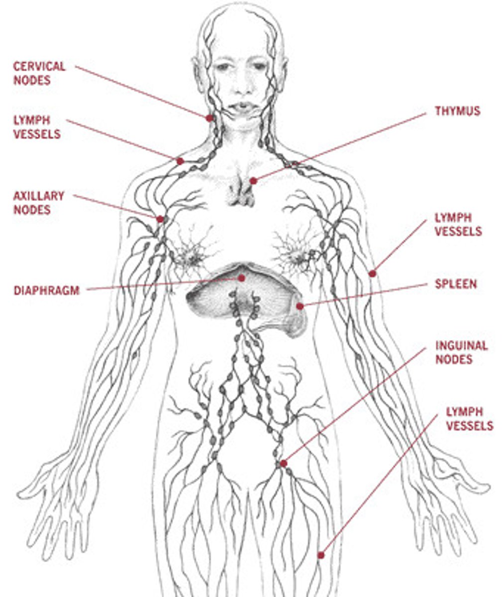 <p>Composed of red bone marrow, thymus, spleen, lymph nodes, lymphatic vessels; picks up fluid leaked from blood vessels and returns it to the blood; Involved with immunity; Without the system, the body would swell as fluid becomes trapped in your tissues. Protects the body from foreign substances and pathogenic organisms by producing the immune response</p>