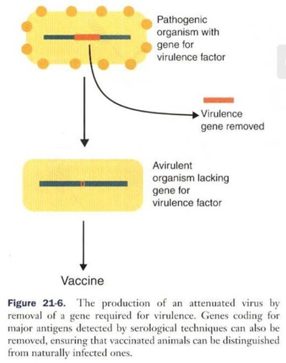 <p>Genetically attenuated organisms, where molecular techniques irreversibly modify genes to create attenuated strains.</p>