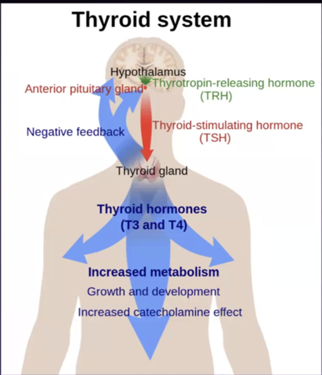 <p>what is a main point of thyroid system?</p>