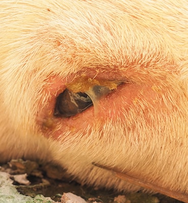 <p>Conjunctivitis and corneal ulcers (ocular form)</p>