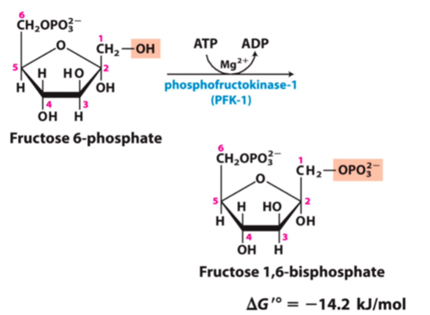 <p>- F-6-P phosphorylated at C-1 position to form fructose-1,6-bisphosphate (ATP &amp; phosphofructokinase-1)</p><p>- Called bisphosphate b/c the 2 phosphate groups are attached to different C atoms</p>