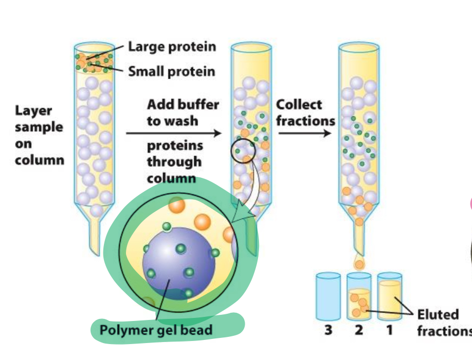 <p>Name of this method (size and shape)</p>