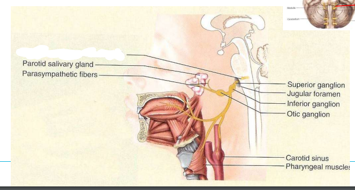 zenuw, type, functie, craniale foramen