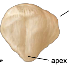 <p>Patella</p>
