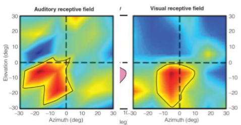 <p>Vision and hearing are interacting and influencing the other.</p><ul><li><p>When sound is adding it gives you extra information</p><ul><li><p><span style="color: green">example</span>: when two balls cross each other in an X with no sound compared to the same thing but with a clink sound it changes what you think you’re seeing to the two balls hitting in the middle and bouncing off each other</p></li></ul></li><li><p><strong>Vision receptive fields</strong></p><ul><li><p>Neuron responding to this same thing in space no matter if it is visual or auditory</p></li></ul></li></ul><p></p>
