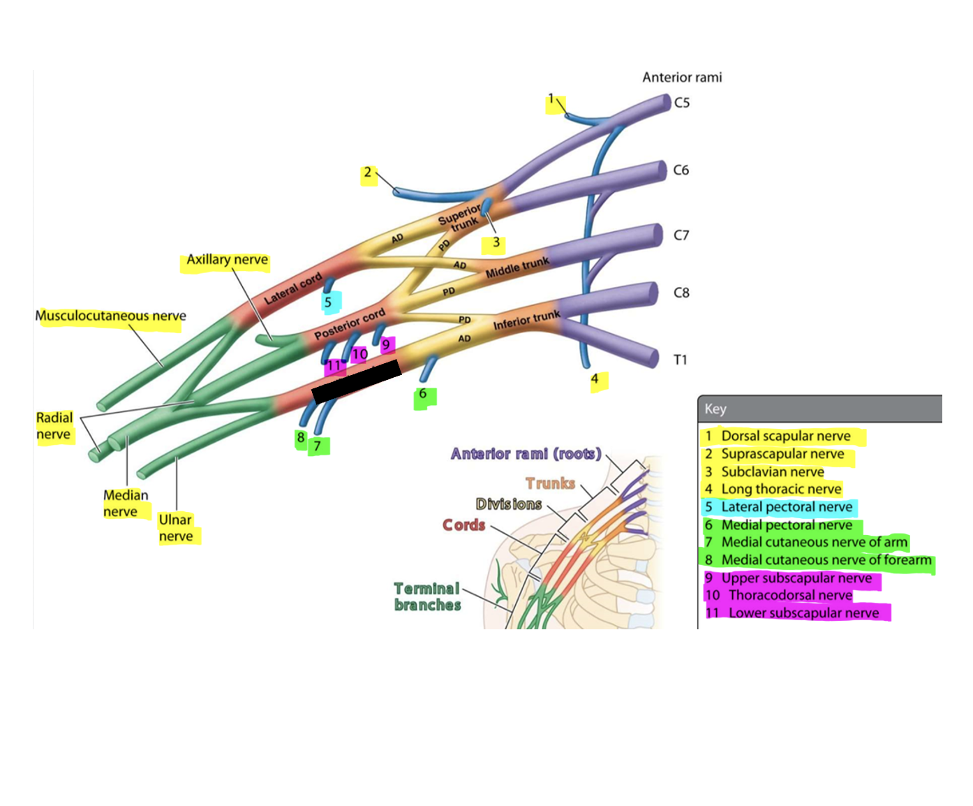 knowt flashcard image