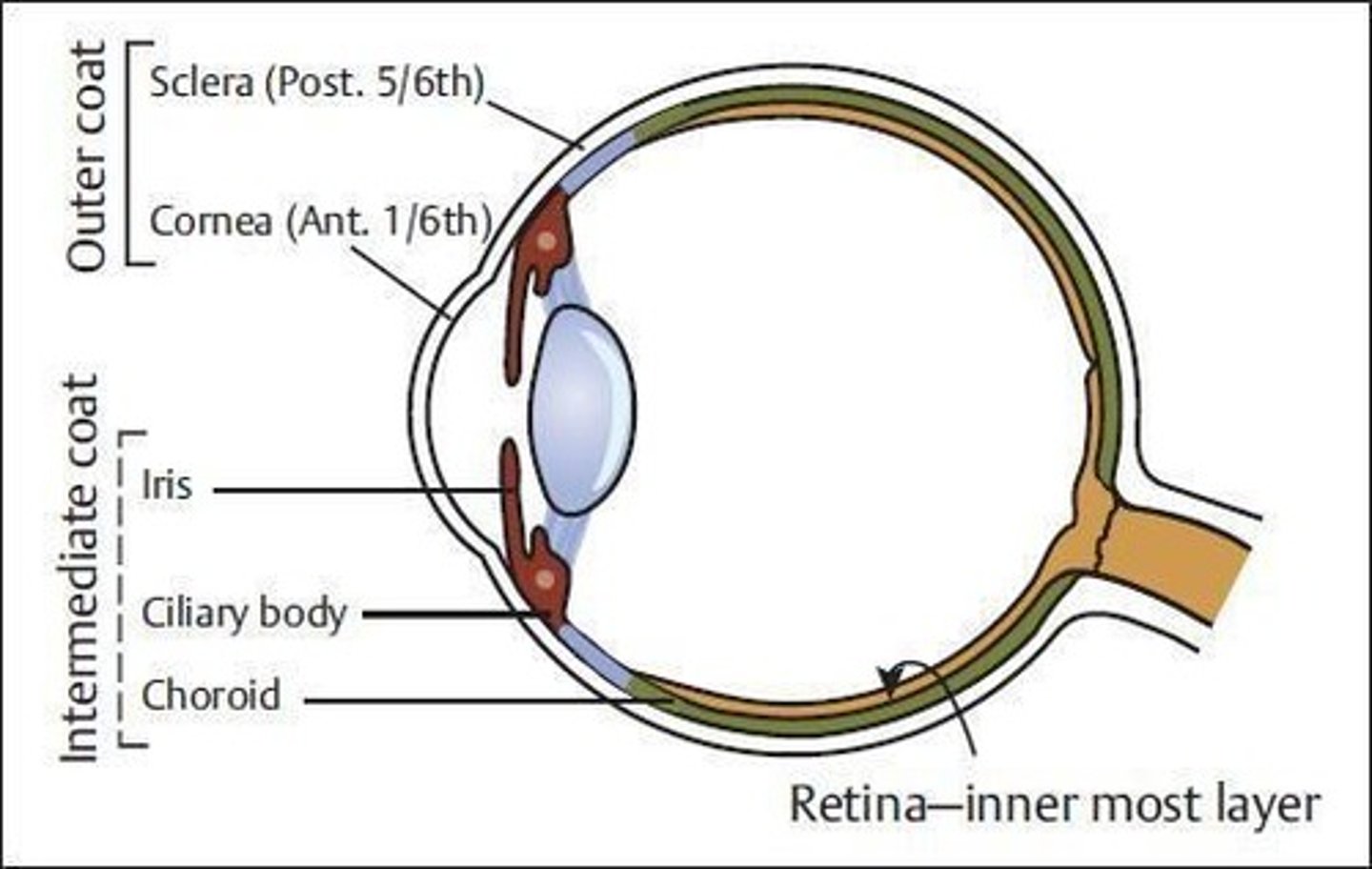 <p>1. Outer fibrous coat: Cornea (anterior 1/6, transparent) and Sclera (posterior 5/6, opaque).</p><p>2. Middle vascular coat: Choroid, Ciliary body, Iris, Lens, Anterior and posterior chambers, pupil, vitreous chamber.</p><p>3. Inner neural coat: Retina.</p>